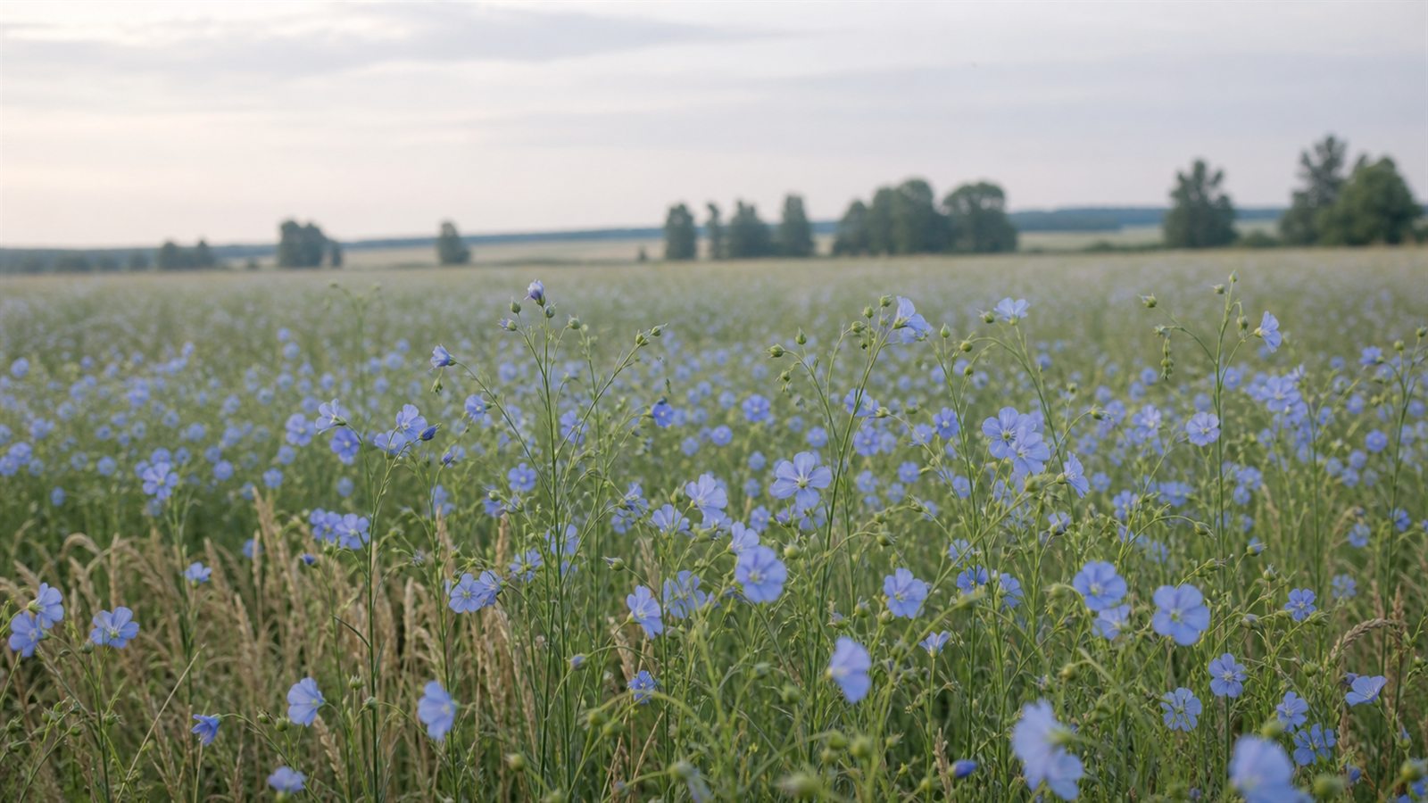 Blooming flax field representing the natural beginning of linen